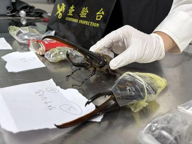 开启度假模式，未婚妻乔治娜晒与C罗自拍合照